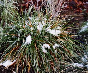 Sesleria błękitna