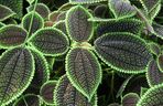 Pilea involucrata. Kwiat przyjaźni, który pięknie wygląda w każdym wnętrzu