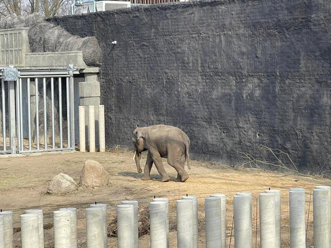 Nowy słoń indyjski w łódzkim Orientarium. Poznajcie Taru