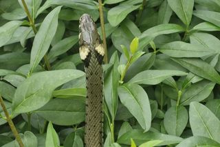  Wąż odwiedził mieszkańców Rzeszowa