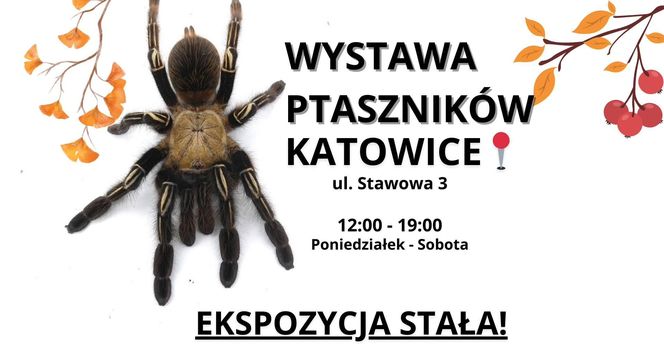 Wystawa ptaszników w Katowicach - weekend 29 -30 listopada