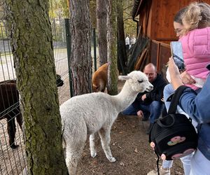 Zagroda 3 siostry w Kamieniu przyciągnęła całe rodziny w ciepły jesienny weekend ZDJĘCIA