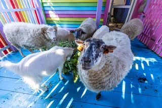 Owce zajadają się słonecznikami