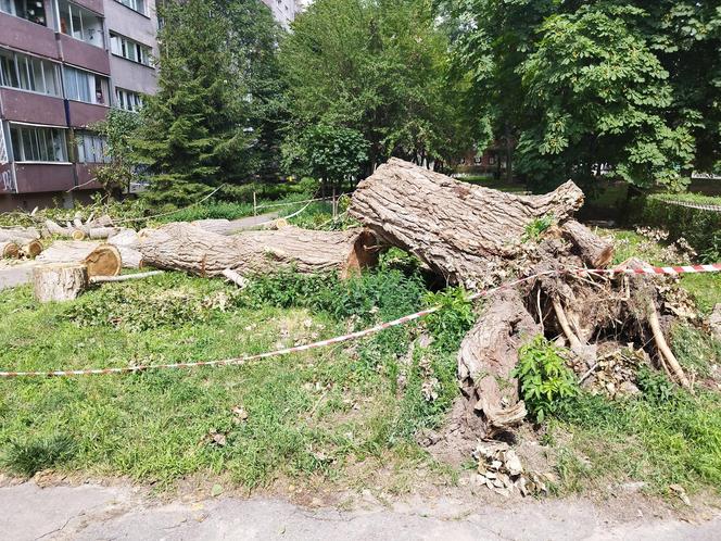 Wielkie drzewo runęło im na blok. „Widziałam, jak na mnie leci!”