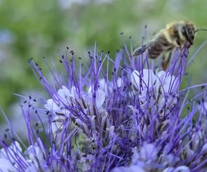 Łąki kwietne na Podkarpaciu