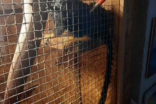 Bytomianka znęcała się nad zwierzętami