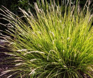 Sesleria jesienna