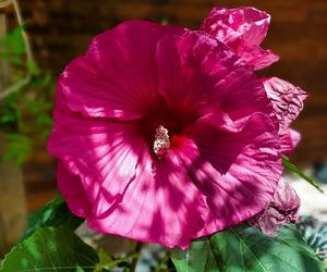 Hibiskus bagienny