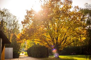 Park Śląski jesienią jest naprawdę piękny