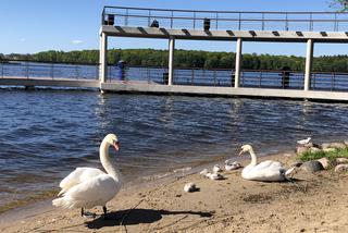 Ratowali małe łąbędzie 