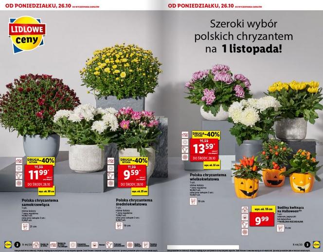 Wszystkich Świętych 2020. Mega promocje w Lidlu i Biedronce