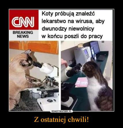Memy o koronawirusie