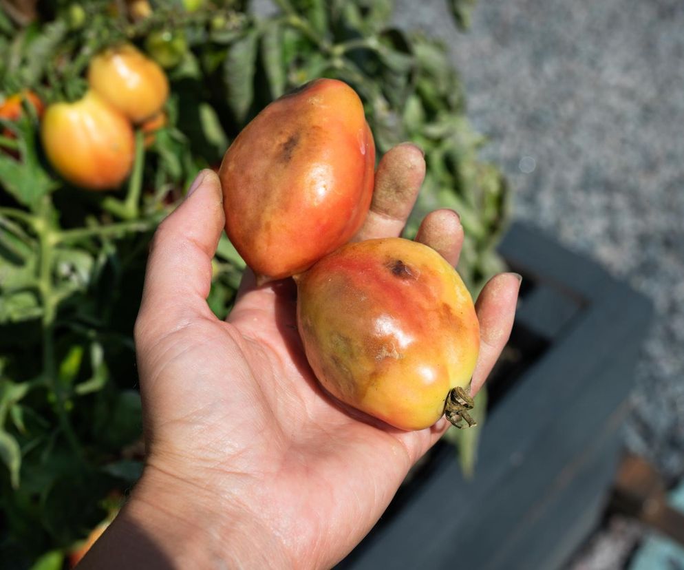  Zaraza ziemniaczana na pomidorach