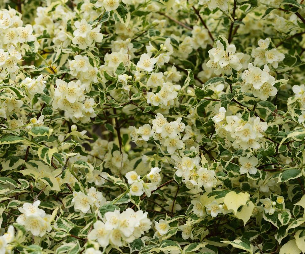 Jaśminowiec wonny 'Variegatus'