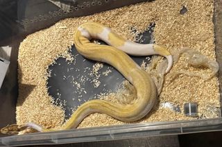 37-latek sprzedawał w Krakowie węże. W jego mieszkaniu policjanci znaleźli martwe gady