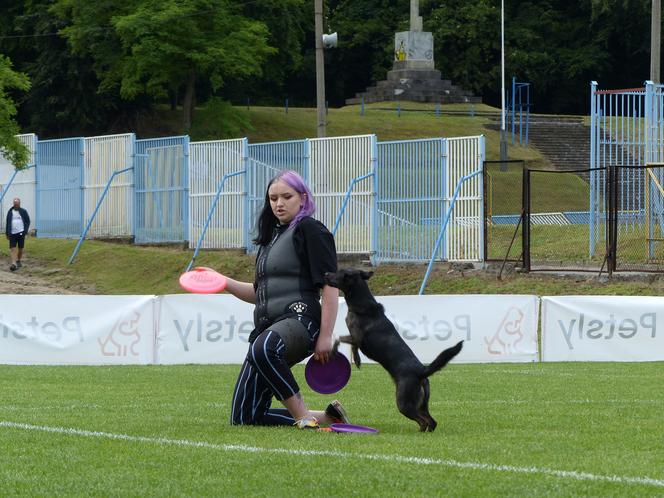 dog frisbee w Iławie