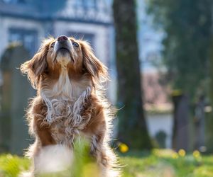 Łódź też zagra dla zwierząt. Zbliża się finał ogólnopolskiej akcji Gramy dla Zwierząt