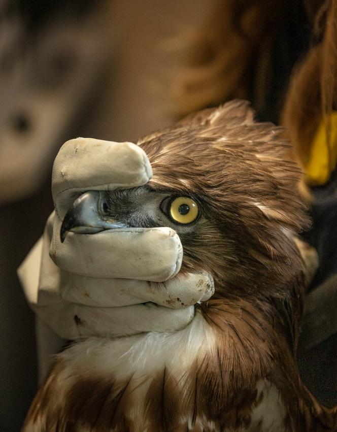 Gadożer Bodzio wraca na wolność [ZDJĘCIA]