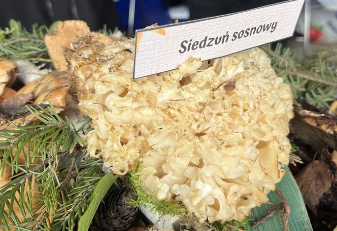 Grzybowe święto w Lublinie. Plac Litewski zamienił się w las pełen grzybów.