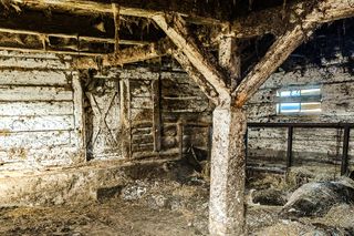 Zagłodził stado krów, a także kury