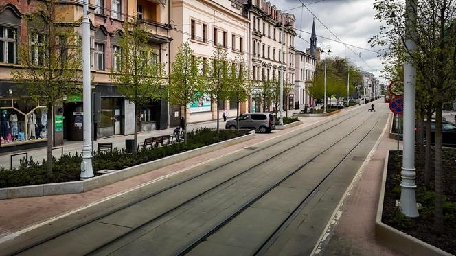 Cisy z ul. Warszawskiej w Katowicach zwiędły. Wykonawca nasadził róże w zamian