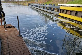 Skażona woda w Kanale Gliwickim powoduje śnięcie ryb