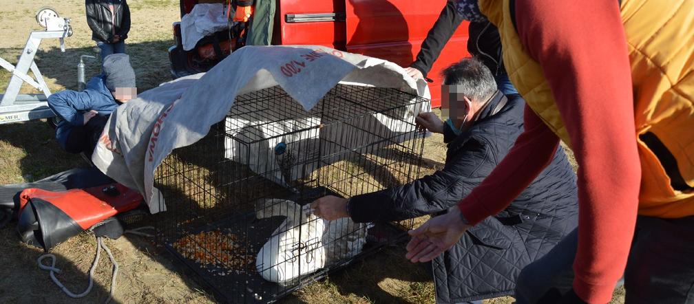 Nietypowa akcja rawickich strażaków. Pomogli uratować łabędzia 