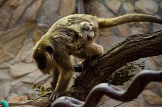 Nowa małpka we wrocławskim zoo