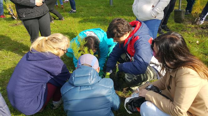 Pastwisko dla koni w Sosnowcu