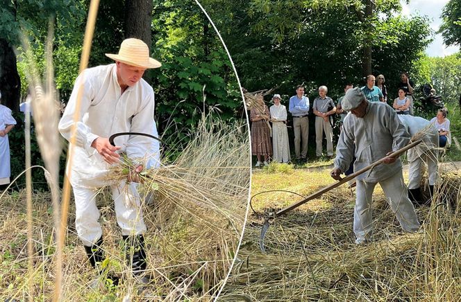 W Skansenie odbyły się retro żniwa, żęto żyto metodami pradziadków