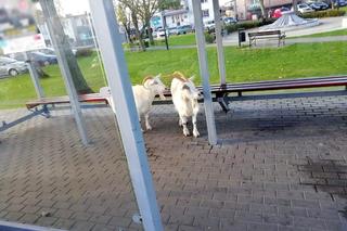 Kozy na przystanku. Jakby czekały na autobus