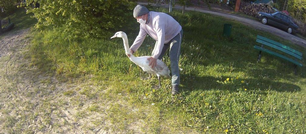 Ratowanie łabędzia