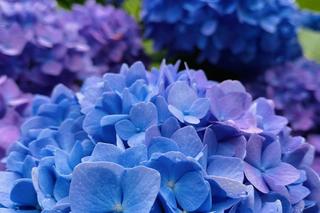 Hortensja ogrodowa (Hydrangea macrophylla) 