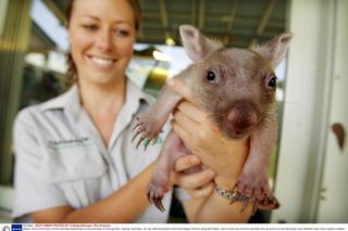 Mały wombat