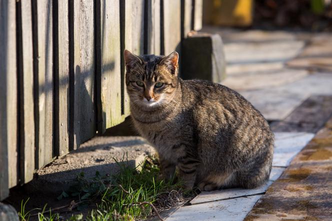 1000 zł za głowę kociego mordercy