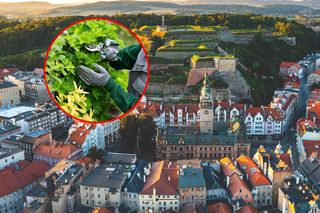 Makabryczna śmierć 43-letniej pracownicy. Zginęła, dbając o zieleń miejską! Tak doszło do nieszczęścia