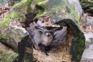 Zbliża się nocne zwiedzanie Śląskiego Ogrodu Zoologicznego