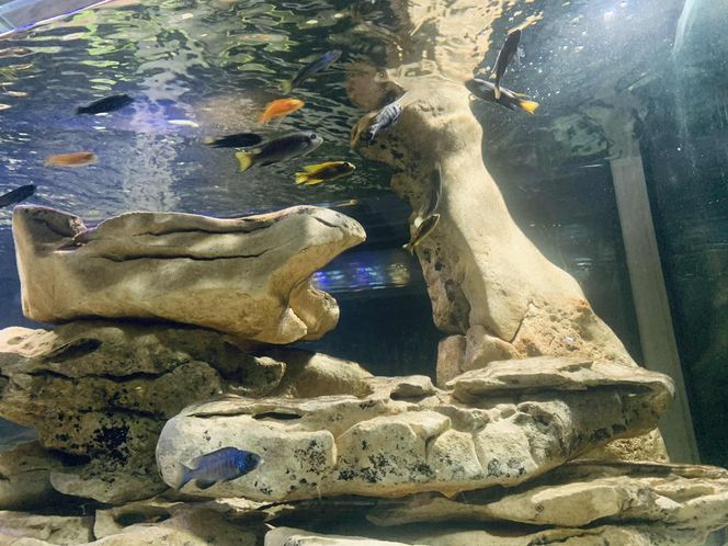 Rozmawiamy z Tomaszem Wiśniewskim, założycielem Aqua Dreams Bydgoszcz
