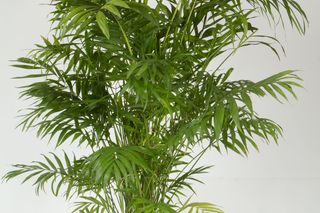 Chamedora wytworna, czyli palma koralowa - jak o nią dbać?