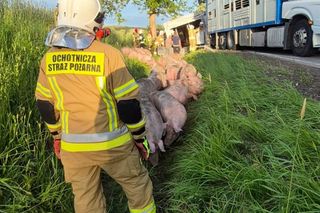 170 świń na drodze. To efekt wypadku drogowego pod Bytowem [ZDJĘCIA]
