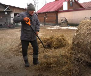 Rolnicy. Podlasie. Gienek i Sławek karmią zwierzęta.  A nie przestraszą się ciebie krowy?