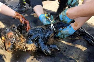 Fart wtopił się w asfalt