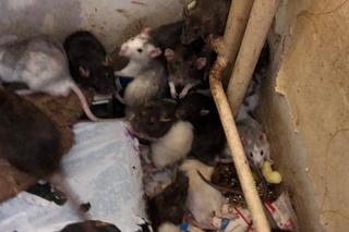 130 szczurów przechwyconych z hodowli
