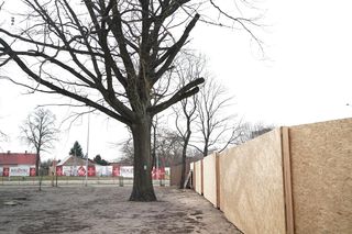 Dąb był pomnikiem przyrody przez 14 dni. Obok powstaje apartamentowiec