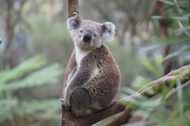 Bydgoszczanie dla Australii. Podopieczni WTZ „Tęcza” uszyją woreczki i otulacze dla zwierząt