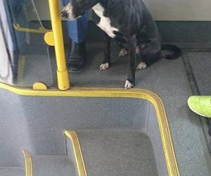 Psy w autobusach ZTM na Śląsku. Tak się je przewozi