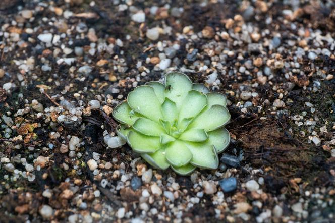 Tłustosz (Pinguicula)