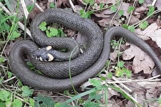 Tarnów. Strażnicy miejscy zostali wezwani do groźnej żmii, która okazała się zaskrońcem