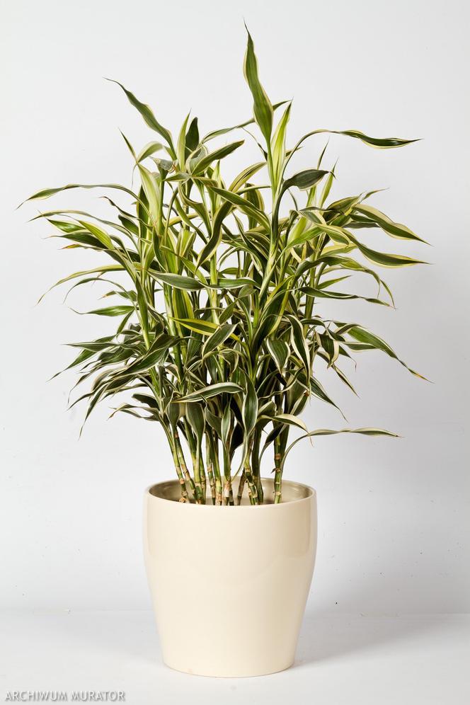 Dracena