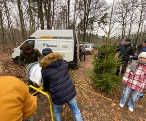 Akcja wycinania choinek w leśnictwie Grodziec